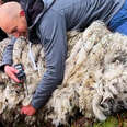 two men hugging a fuzzy sheep