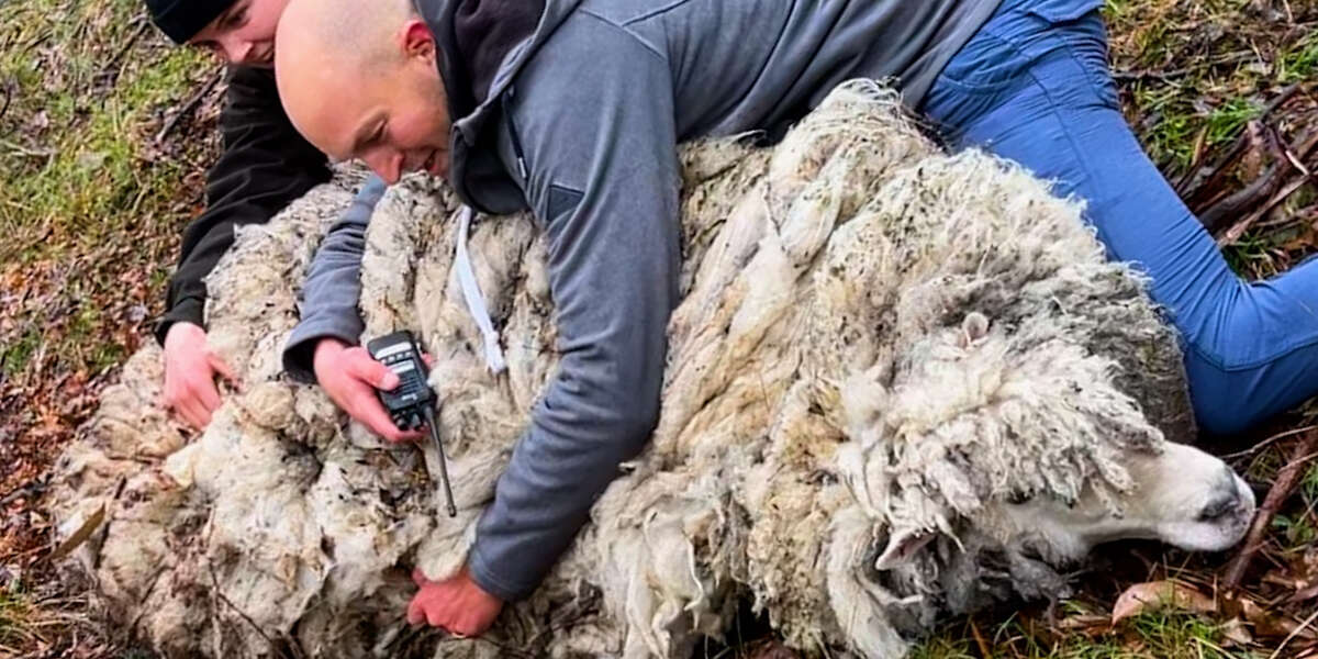Sheep Rescued From Mountain Looks So Different Now - Videos - The Dodo