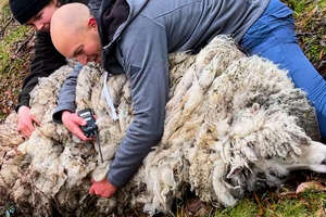 two men hugging a fuzzy sheep