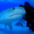 man embracing a shark under water