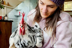 rooster sitting on womans lap