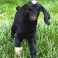 tiny black goat standing in grass