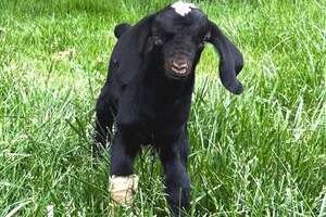 tiny black goat standing in grass