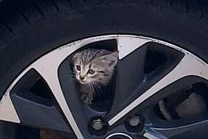 kitten inside a tire