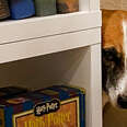 dog hiding behind a bookshelf