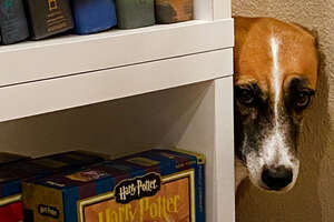 dog hiding behind a bookshelf