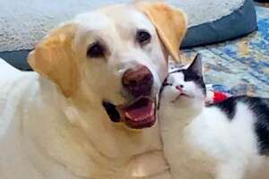 cat and dog cuddling