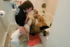 woman in bathroom giving several puppies a bath