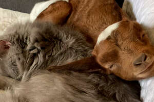 baby goat and a cat sleeping in bed