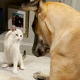 kitten playing with a big dog