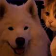 a samoyed and a cat 