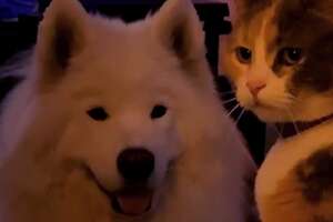 a samoyed and a cat 