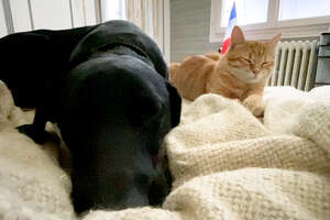 a cat and a dog relaxing on a bed