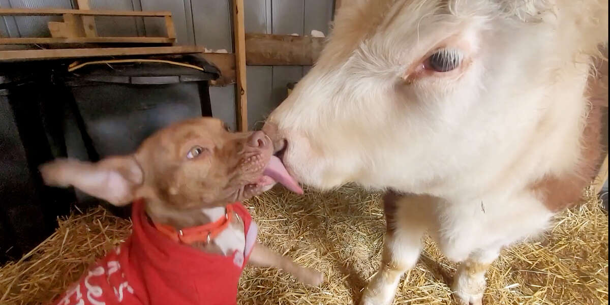 Cow Who Thinks He Is A Dog Is Reunited With His Favorite Puppy - Videos -  The Dodo