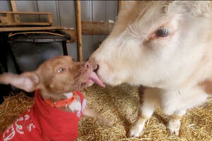 a dog licking a cow