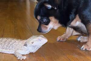 a chihuahua staring at a lizard