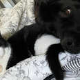 big dog resting its head on a cat