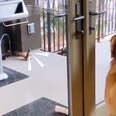 dog looking at a squirrel