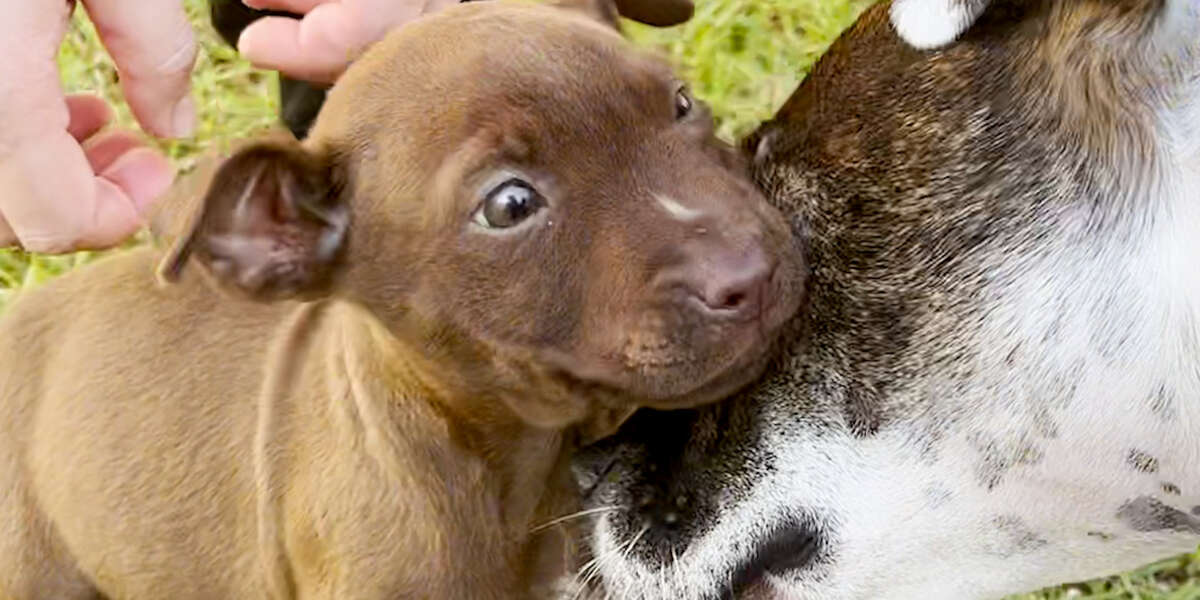 Abandoned Pittie Puppy Watches Her Family Grow - Videos - The Dodo