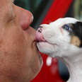 a dog licking a firefighter