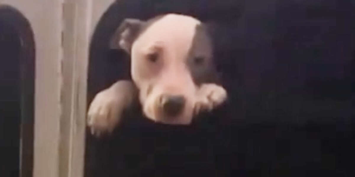 Woman Finds Pittie Trapped in a Stolen Bus - Videos - The Dodo
