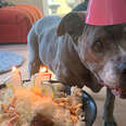 a dog wearing a birthday hat with a birthday cake in front of her