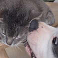 a dog grooming a cat that's up on a table