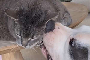 a dog grooming a cat that's up on a table