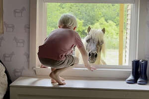 horse at a little boys window