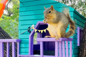 squirrel sitting on a colorful squirrel house
