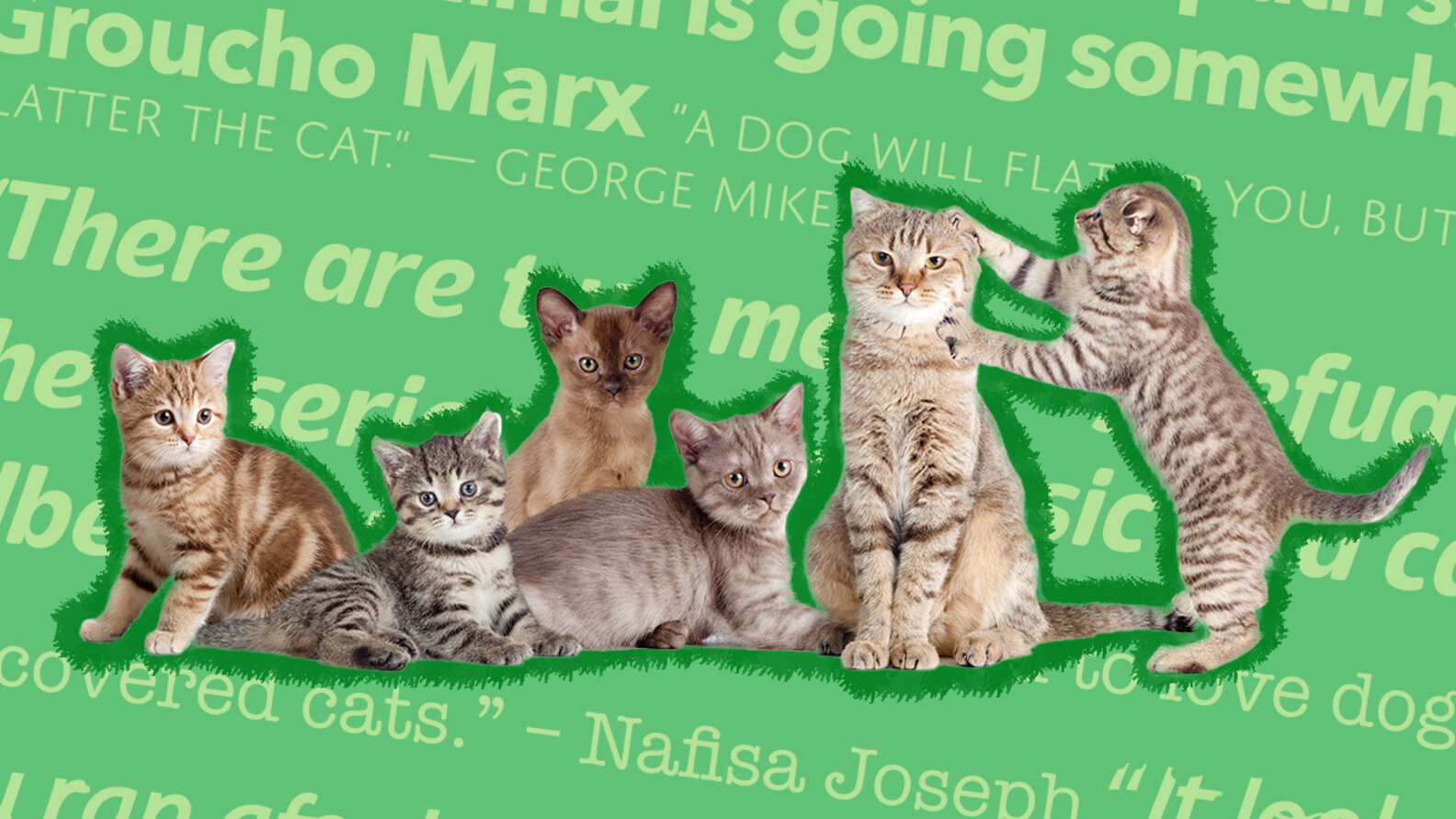 Cat Quotes 35+ Cute And Funny Sayings That Cat Lovers Will Appreciate