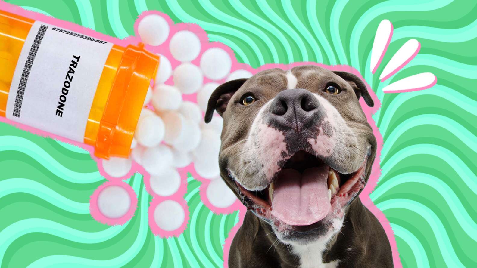 Trazodone For Dogs Is It Safe A Vet Expert Weighs In DodoWell The trazodone-for-dogs-is-it-safe-a-vet-expert-weighs-in-dodowell-the