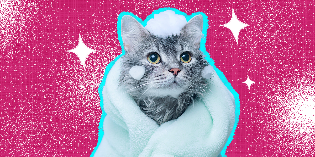 Cat Dandruff The Best Ways To Treat This Skin Condition, According To