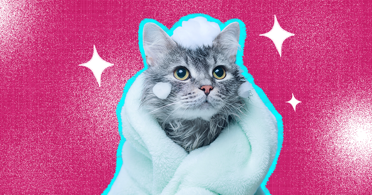 Cat Jacket: 7 Of The Best Coats You Can Buy For Your Cat - DodoWell - The  Dodo