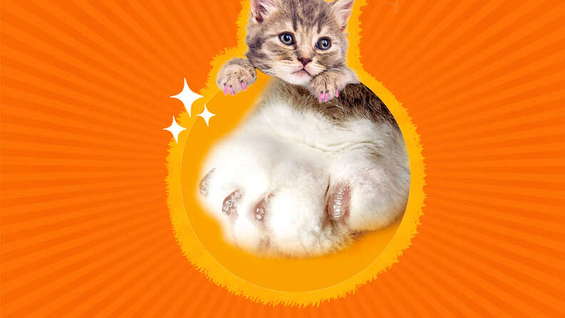 Cat Nail Caps The Best Claw Caps That Will Save Your Furniture