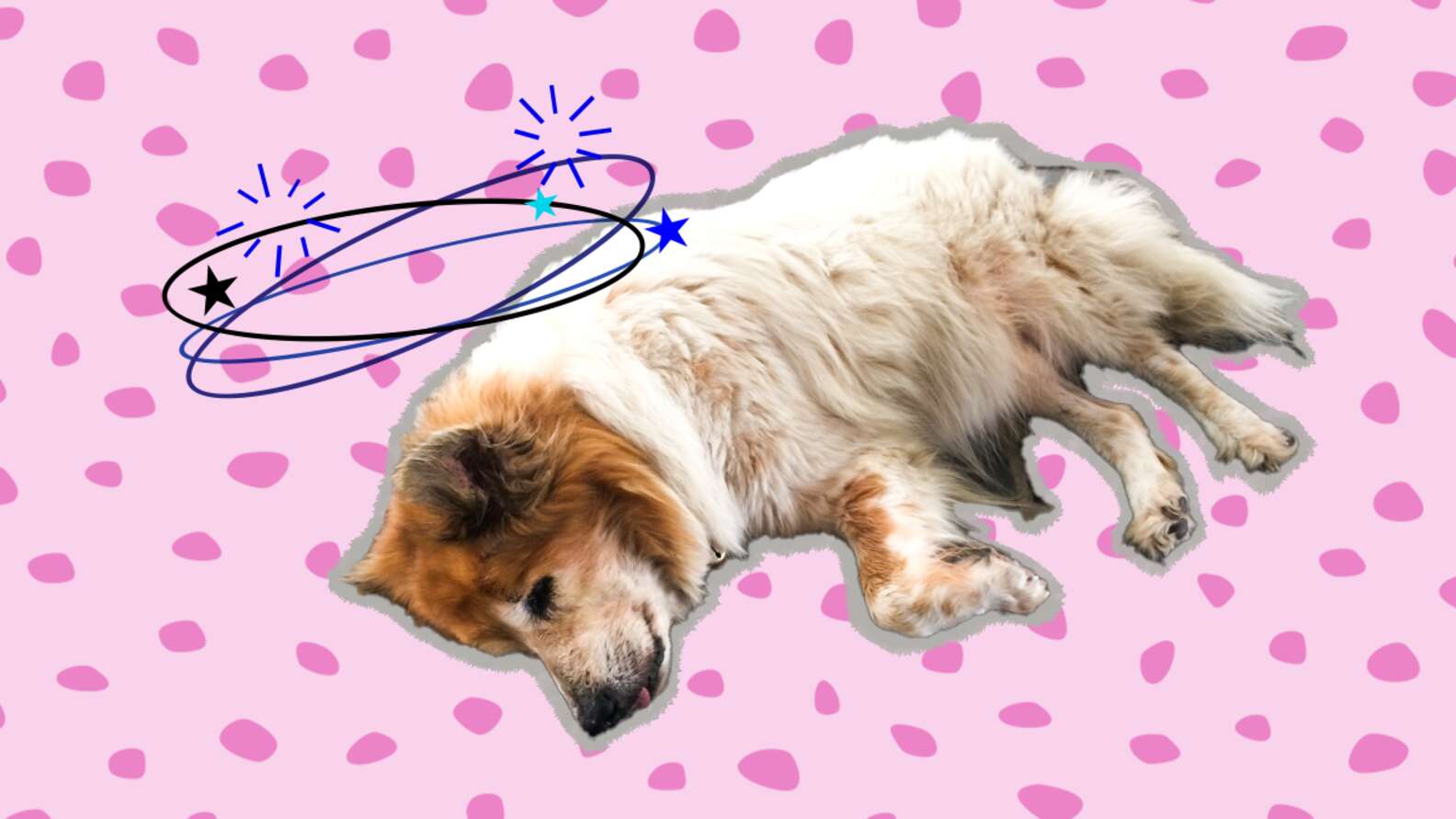 Seizures In Dogs Symptoms Causes And What To Do If Your Dog Has One seizures-in-dogs-symptoms-causes-and-what-to-do-if-your-dog-has-one