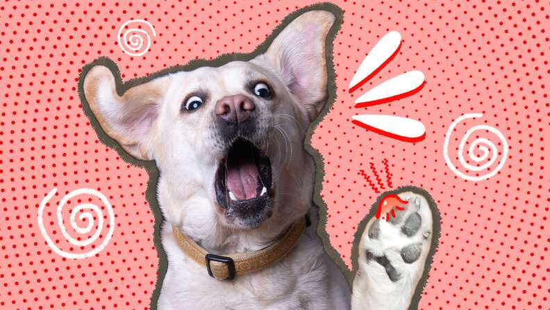 what gets rid of warts on dogs