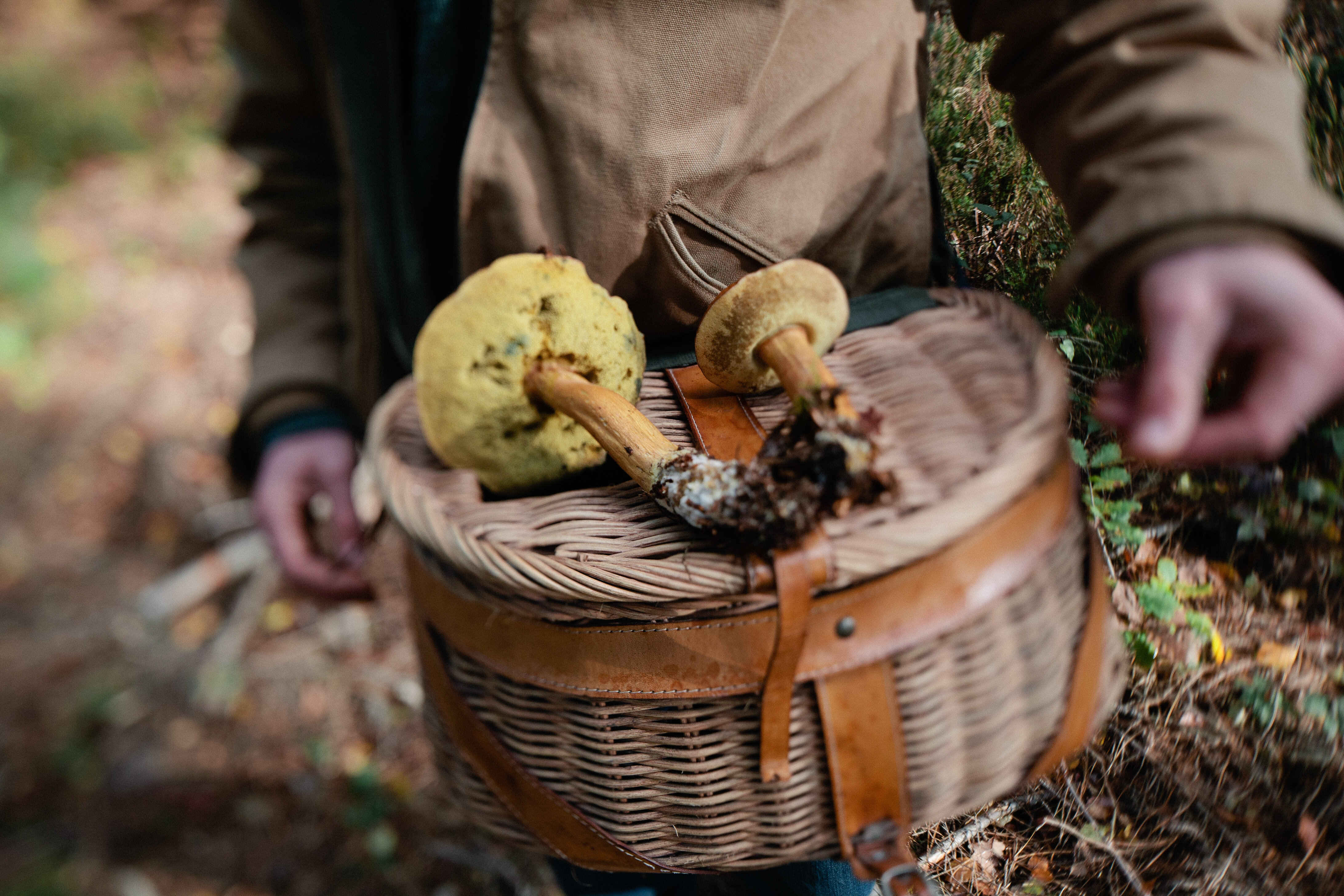 Get Back to the Land on a Foraging Adventure