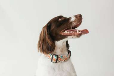 The perfect fall accessory: “The October” Dog Collar