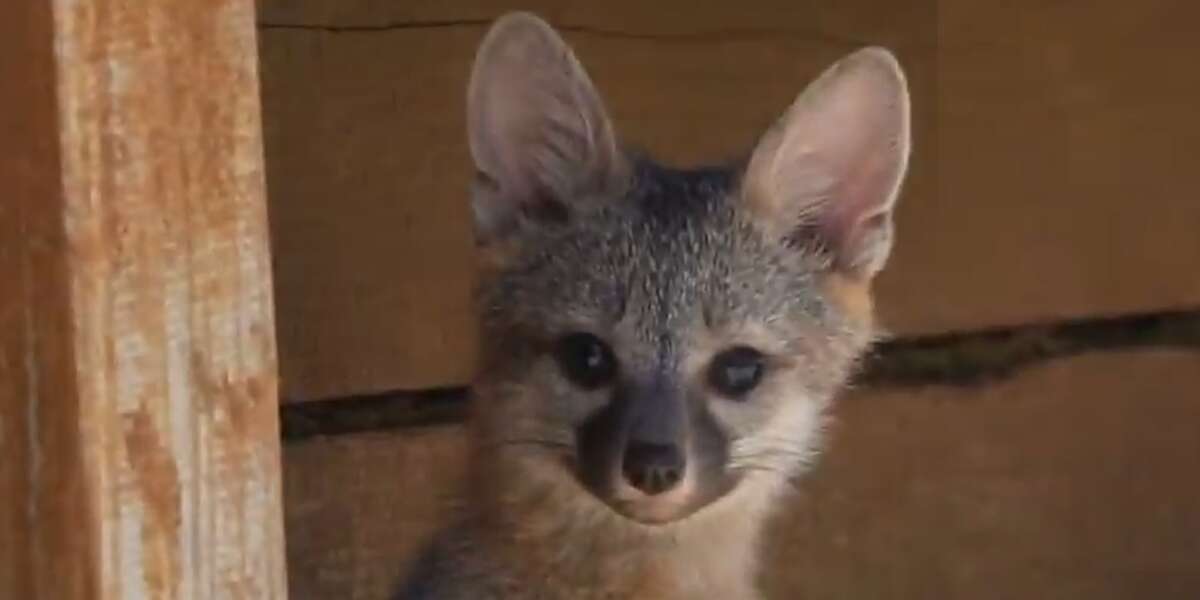 Woman Saves Baby Fox Who’s Head Gets Stuck In A Jar - Videos - The Dodo