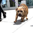 pit bull outside on a leash