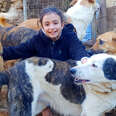 little girl surrounded by dogs