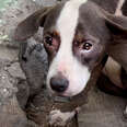 gray and white puppy