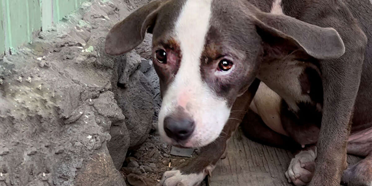 Woman Finds a ‘Broken’ Pittie Puppy Abandoned - Videos - The Dodo