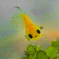 tiny yellow fish with big eyes