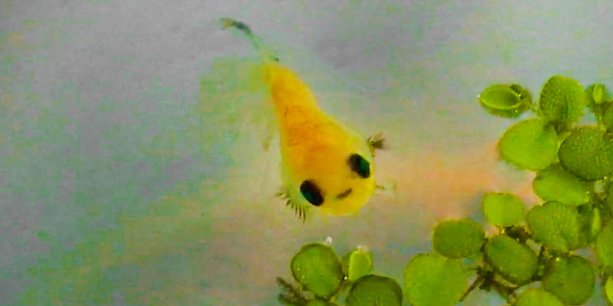 Dying Fish Gets a Second Chance And Changes Colors - Videos - The Dodo