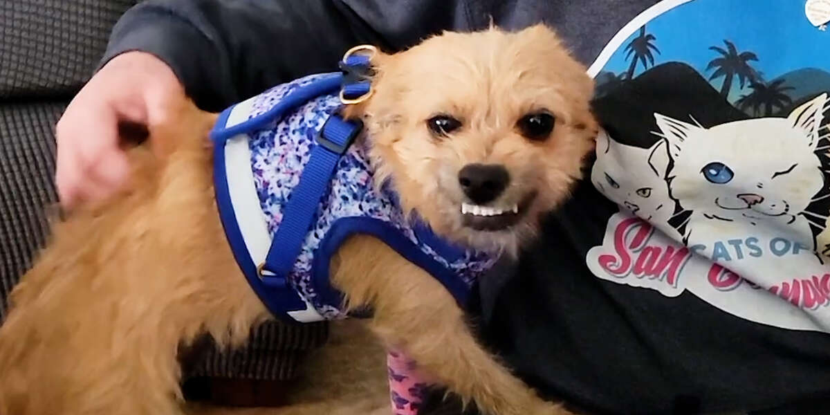Dog Found In The Middle Of The Road Smiles Now - Videos - The Dodo