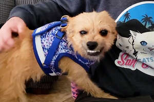 dog in a purple harness smiling