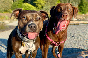 a pit bull and a lab