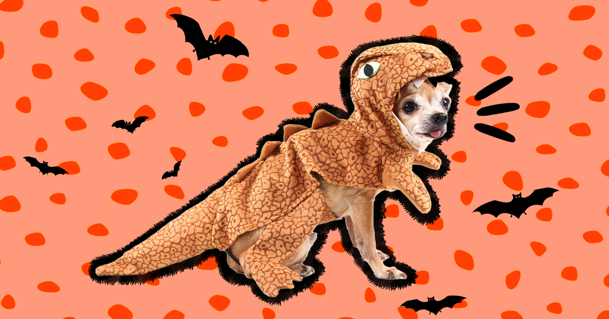 Dog in a outlet dinosaur costume